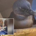 rescuers-save-critically-endangered-penguin-found-face-down-on-beach
