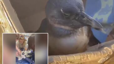 rescuers-save-critically-endangered-penguin-found-face-down-on-beach