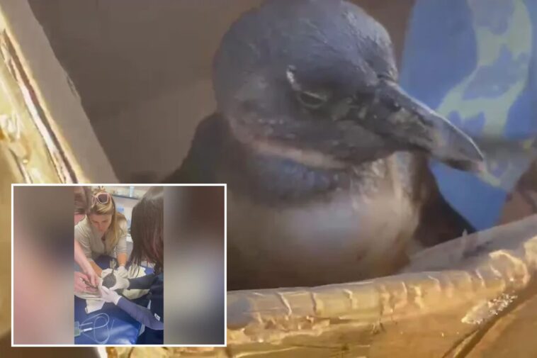 rescuers-save-critically-endangered-penguin-found-face-down-on-beach