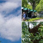 massive-‘bee-tornado’-swarms-white-house-grounds-—-bombards-press-corps