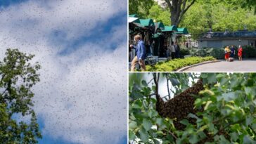 massive-‘bee-tornado’-swarms-white-house-grounds-—-bombards-press-corps