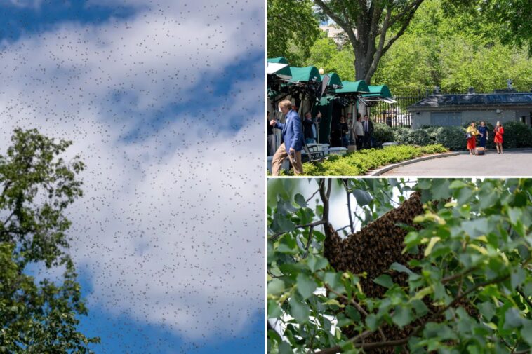 massive-‘bee-tornado’-swarms-white-house-grounds-—-bombards-press-corps