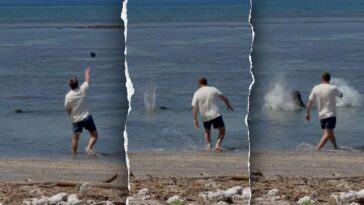 attorney-for-man-accused-of-throwing-rock-at-endangered-hawaiian-monk-seal-says-client-was-protecting-turtles