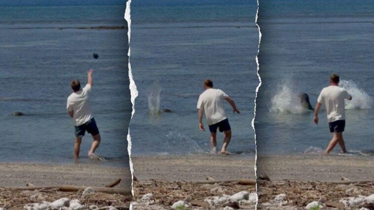 attorney-for-man-accused-of-throwing-rock-at-endangered-hawaiian-monk-seal-says-client-was-protecting-turtles