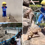 american-tourists-arrested-after-breaking-into-punch-the-monkey’s-enclosure-at-japan’s-ichikawa-city-zoo