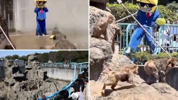 american-tourists-arrested-after-breaking-into-punch-the-monkey’s-enclosure-at-japan’s-ichikawa-city-zoo