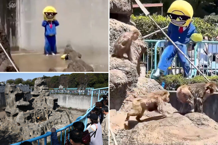 american-tourists-arrested-after-breaking-into-punch-the-monkey’s-enclosure-at-japan’s-ichikawa-city-zoo
