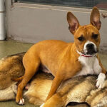 video-—-‘it-just-felt-right’:-family-adopts-two-inseparable-dogs-rescued-from-chicago-rail-line