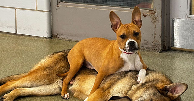 video-—-‘it-just-felt-right’:-family-adopts-two-inseparable-dogs-rescued-from-chicago-rail-line