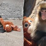 american-tourists-arrested-in-japan-after-alleged-break-in-at-viral-monkey-punch’s-enclosure