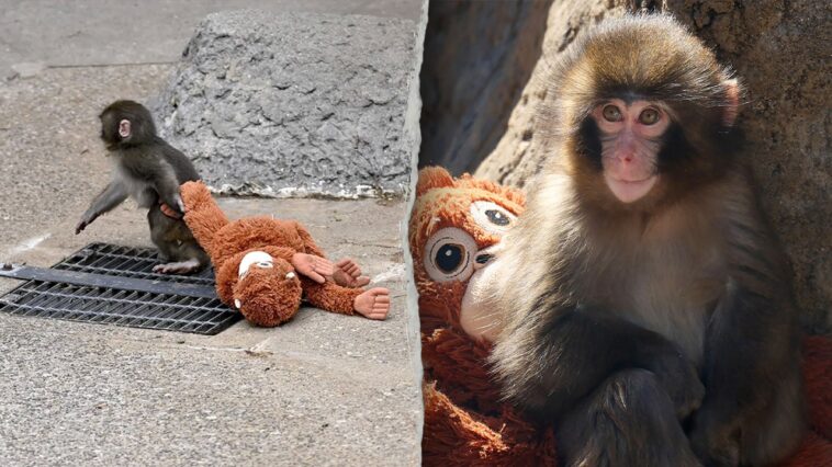 american-tourists-arrested-in-japan-after-alleged-break-in-at-viral-monkey-punch’s-enclosure