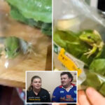 lettuce-introduce-you-to-the-live-frog-found-in-a-grocery-store-salad-bag