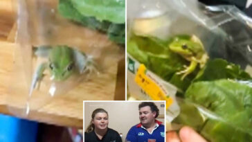 lettuce-introduce-you-to-the-live-frog-found-in-a-grocery-store-salad-bag