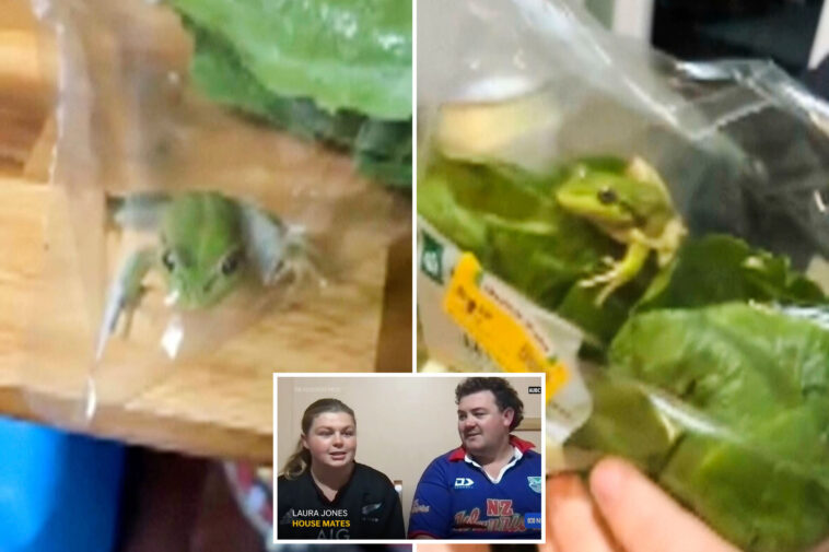 lettuce-introduce-you-to-the-live-frog-found-in-a-grocery-store-salad-bag