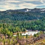 dangerous-beast-spotted-for-the-first-time-in-100-years-in-sequoia-national-park-after-being-wiped-out