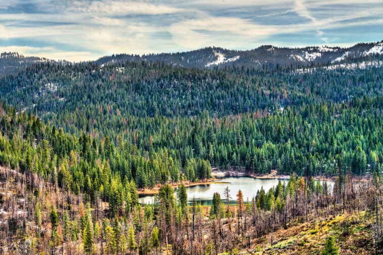 dangerous-beast-spotted-for-the-first-time-in-100-years-in-sequoia-national-park-after-being-wiped-out