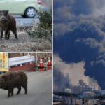 mutant-‘super-pig’-population-spirals-out-of-control-in-japanese-nuclear-fallout-zone