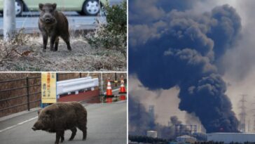 mutant-‘super-pig’-population-spirals-out-of-control-in-japanese-nuclear-fallout-zone