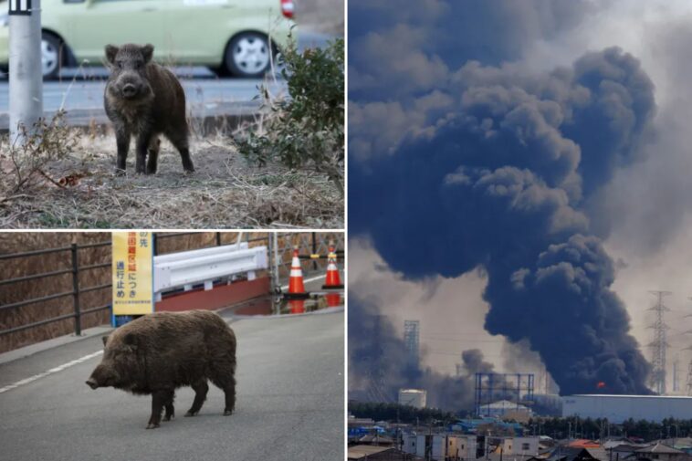 mutant-‘super-pig’-population-spirals-out-of-control-in-japanese-nuclear-fallout-zone