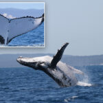 two-humpback-whales-break-records-in-‘a-very-rare-event’