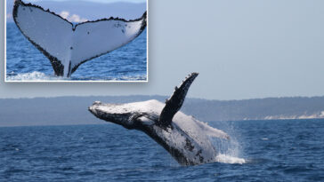 two-humpback-whales-break-records-in-‘a-very-rare-event’