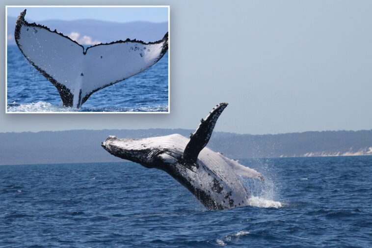 two-humpback-whales-break-records-in-‘a-very-rare-event’