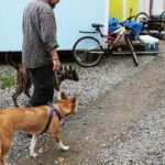 seattle-dog-owners-warned-about-pets-overdosing-in-viral-flyers