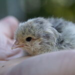 re-engineering-nature:-biotech-firm-plays-god-with-artificial-egg-breakthrough
