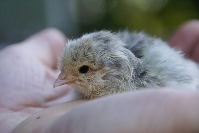 re-engineering-nature:-biotech-firm-plays-god-with-artificial-egg-breakthrough