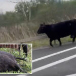 fugitive-cow-makes-a-run-for-it-in-upstate-ny,-before-being-captured