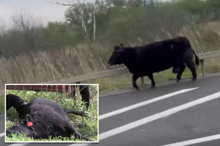 fugitive-cow-makes-a-run-for-it-in-upstate-ny,-before-being-captured