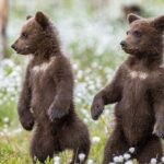 bear-cubs-spar-on-woman’s-front-porch-in-adorable-viral-nature-video,-reactions-pour-in