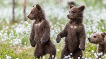 bear-cubs-spar-on-woman’s-front-porch-in-adorable-viral-nature-video,-reactions-pour-in