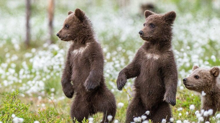 bear-cubs-spar-on-woman’s-front-porch-in-adorable-viral-nature-video,-reactions-pour-in