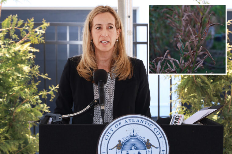 nj-declares-state-of-emergency-after-devastating-cold-snap-wipes-out-$300m-in-crops