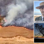 rare-species-threatened-by-devastating-california-island-wildfire