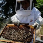 ai-robotic-beehives-installed-in-florida-community-claim-70%-reduction-in-colony-collapse-threatening-crops