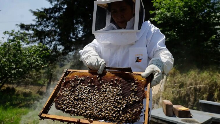 ai-robotic-beehives-installed-in-florida-community-claim-70%-reduction-in-colony-collapse-threatening-crops