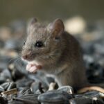 hantavirus-exposure-risk-may-be-higher-than-believed-in-parts-of-us,-study-finds