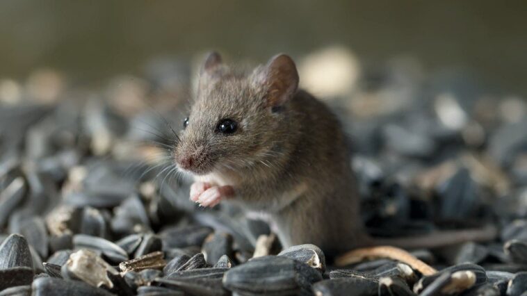 hantavirus-exposure-risk-may-be-higher-than-believed-in-parts-of-us,-study-finds