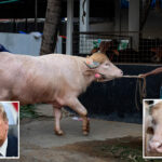 albino-buffalo-named-‘trump’-goes-wildly-viral-for-its-fetching-blonde-combover