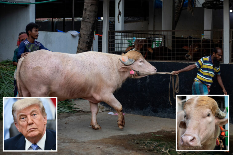 albino-buffalo-named-‘trump’-goes-wildly-viral-for-its-fetching-blonde-combover