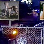 fla.-woman,-50,-‘ripped-apart’-by-neighbors’-pit-bulls,-who-were-known-to-terrorize-the-neighborhood