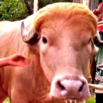 albino-bull-with-long-blonde-hair-nicknamed-donald-trump-becomes-local-star-and-goes-viral,-but-now-muslim-bangladeshi-owners-plan-to-sacrifice-it-on-eid-al-adha-(videos)