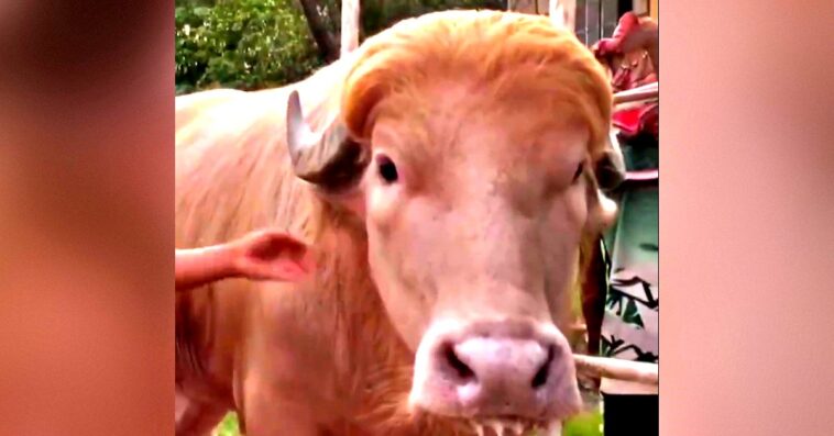 albino-bull-with-long-blonde-hair-nicknamed-donald-trump-becomes-local-star-and-goes-viral,-but-now-muslim-bangladeshi-owners-plan-to-sacrifice-it-on-eid-al-adha-(videos)