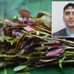 watchdog-group-accuses-nyc-cop-of-illegal-cavity-search-of-khat-user:-police-union