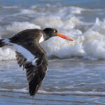jersey-shore-beach-roped-off-to-protect-nesting-birds-just-in-time-for-memorial-day-weekend