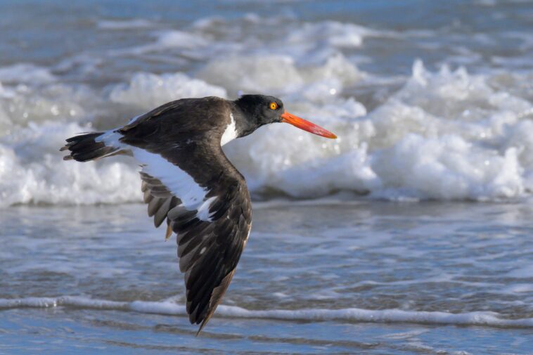 jersey-shore-beach-roped-off-to-protect-nesting-birds-just-in-time-for-memorial-day-weekend