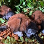 critically-endangered-lemur-gives-birth-to-rare-set-of-triplets-at-georgia-zoo:-‘we-hope-the-numbers-keep-growing’