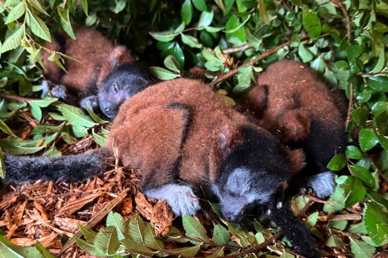 critically-endangered-lemur-gives-birth-to-rare-set-of-triplets-at-georgia-zoo:-‘we-hope-the-numbers-keep-growing’